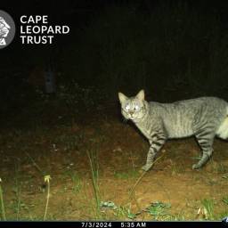 South African wildcat